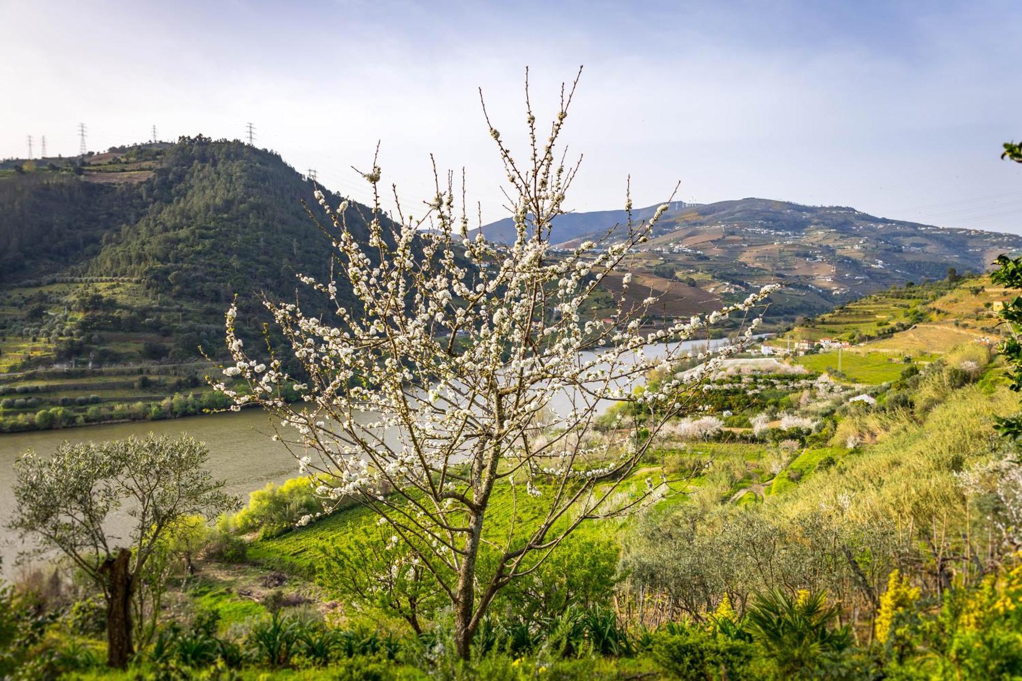 Fraga Douro House, Douro Valley Resende Bagian luar foto
